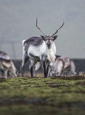 A herd of wild reindeers in lapland