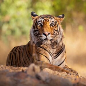 Tiger resting in forest in india