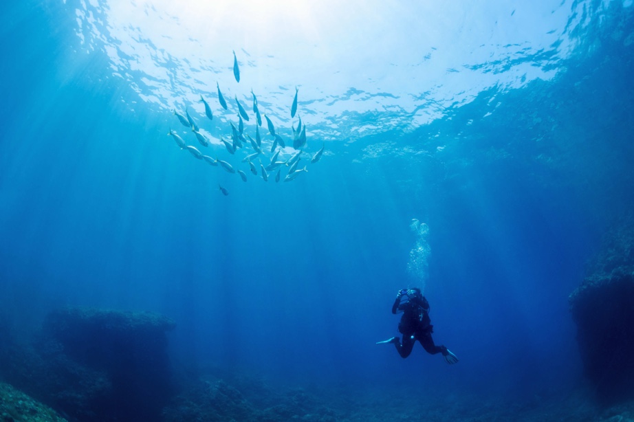 diver diving in the ocean and taking photo of fish in belize