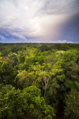Aerial view of the lush Amazon rainforest canopy with dense green treetops in South America