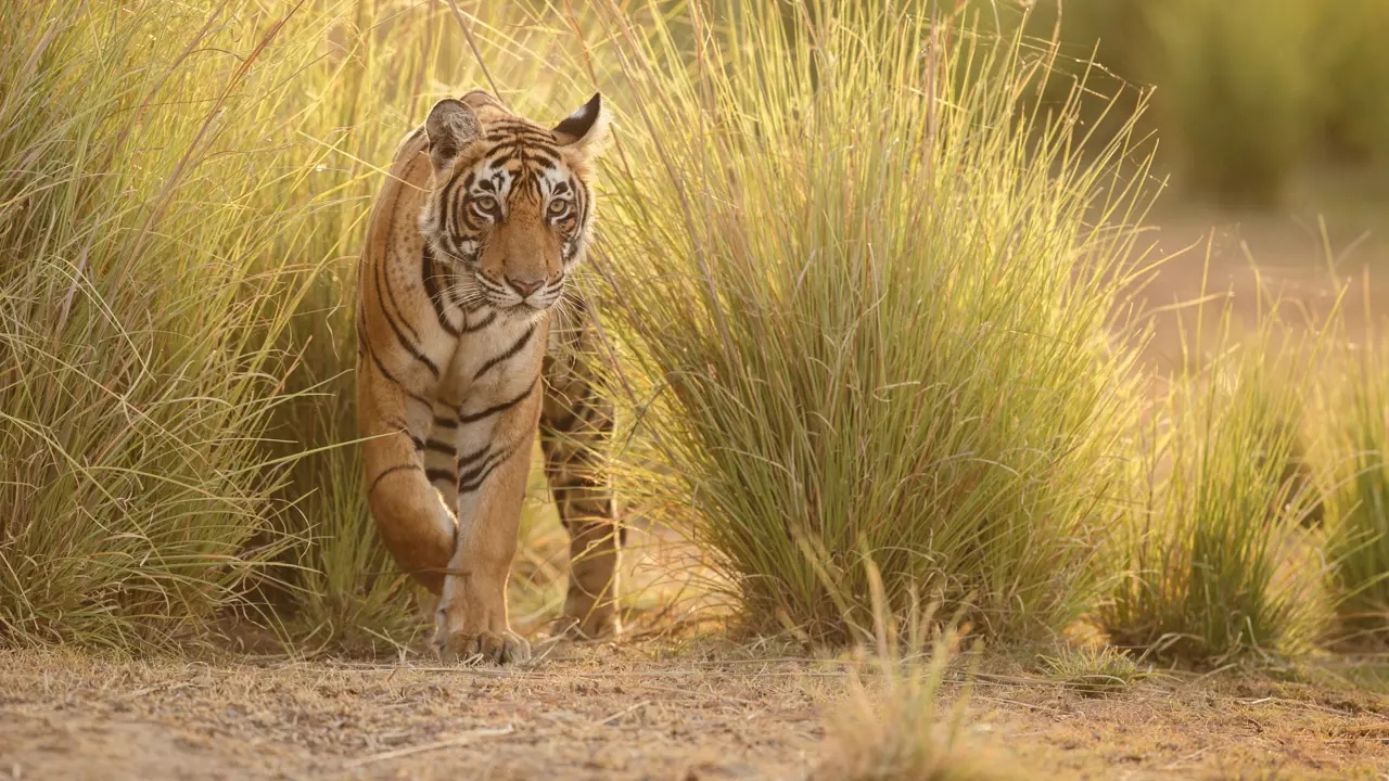 fascinating Golden Triangle and tiger