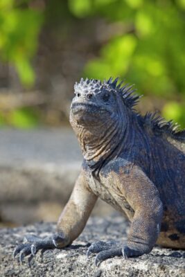 Close-up of a Galapagos marine iguana basking on volcanic rocks by the ocean