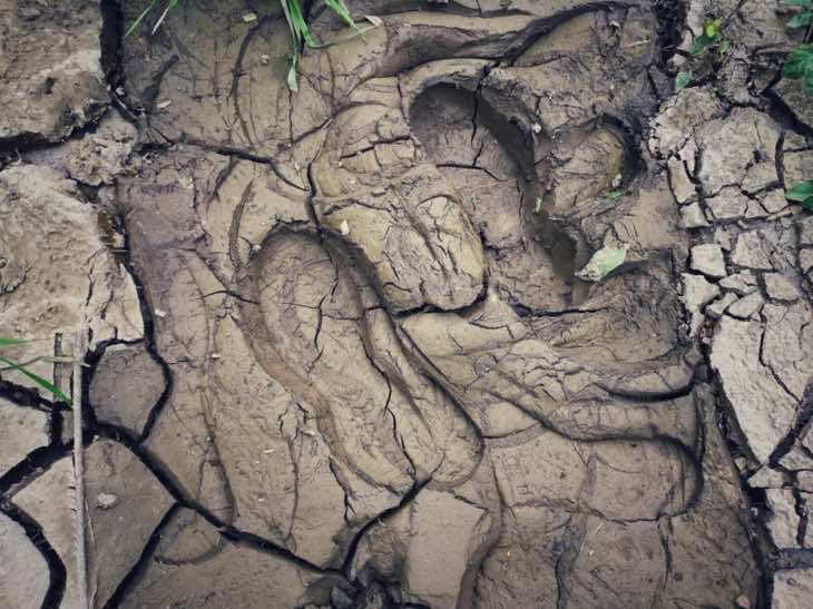 Shoe print in mud