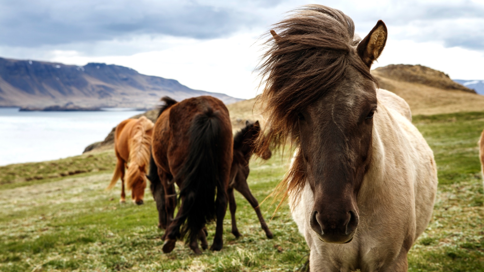 Iceland Golden Circle Volcanic Landscapes - Image 4